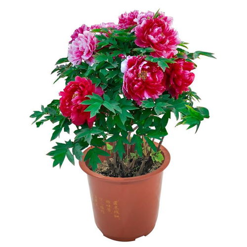 洛陽正宗牡丹王 庭院盆栽與地栽的耐寒花卉優選
