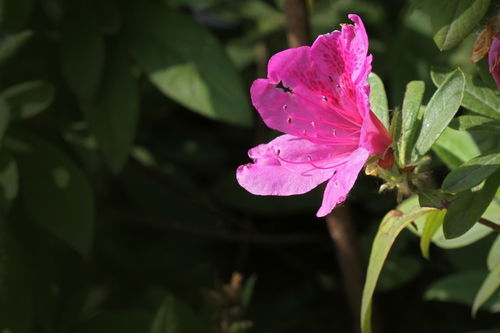 從杜鵑花到牛肉 跨界品味中的生活美學
