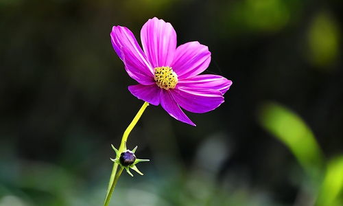 蘭州的獨特名片 花卉與牛肉的雙重魅力