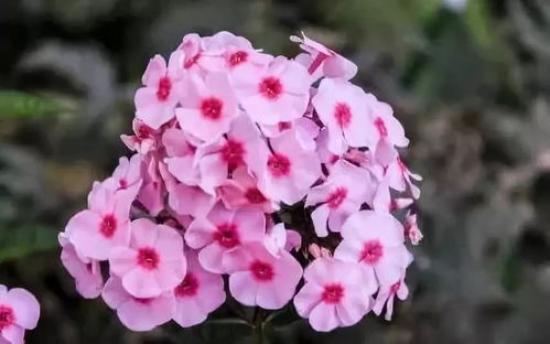 花之聲 常見露地宿根花卉與羊肉的和諧共生