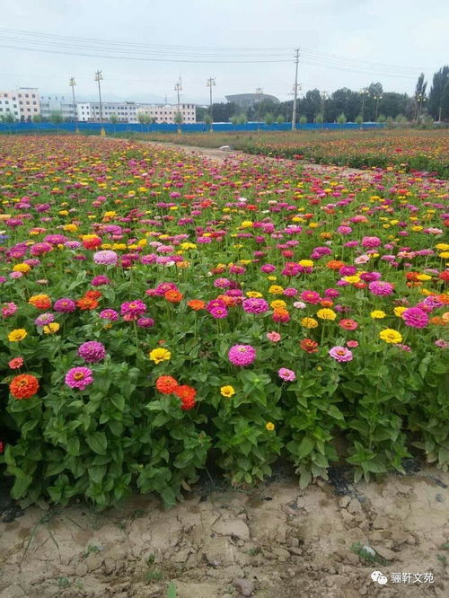 七夕賞花游水云山，品味特色羊肉美食