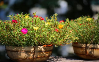 家庭養花大全 花卉養護這幾個小妙招，老花農都說好，快學起來吧